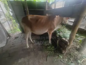 Cow for Sale