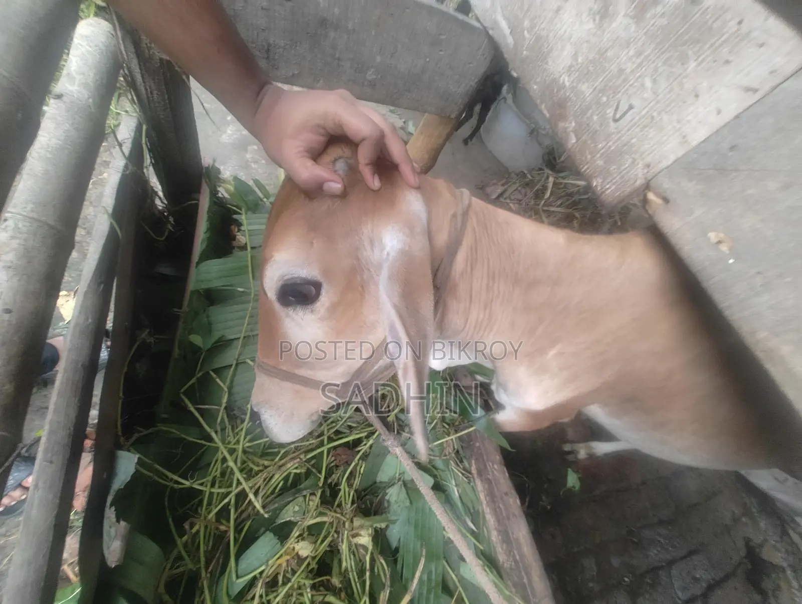 Cow for Sale