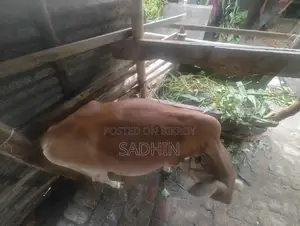 Cow for Sale