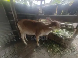 Cow for Sale