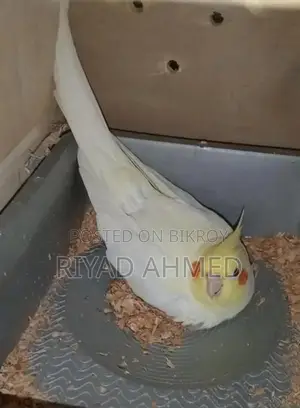 ককাটেল পাখি