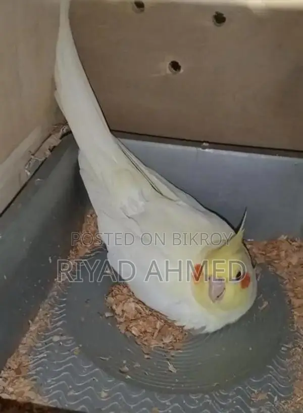 ককাটেল পাখি