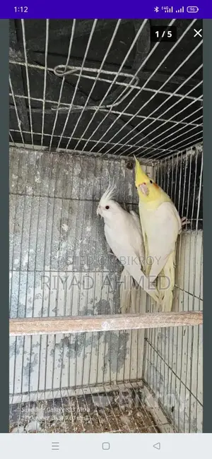 ককাটেল পাখি