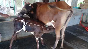 গাভী পোষার জন্য নিঃসন্ধেহে কিনতে পারেন।(১১৮৪নং)