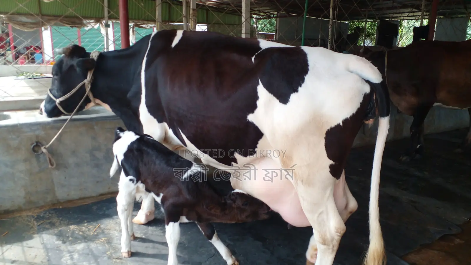 ১১৮৩নং ১০০% গ্যারান্টি ২১ লিটার দুধের গাভী ।