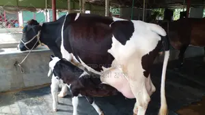 No. 1183 100% Guaranteed 21-Liter Milk Cow