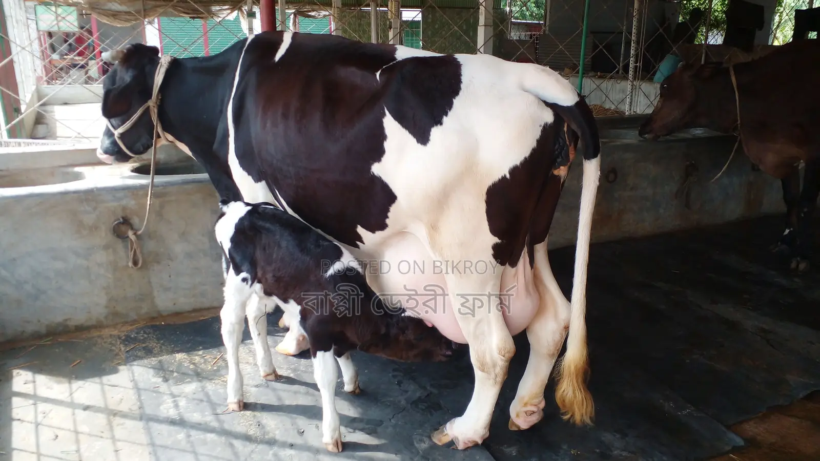 ১১৮৩নং ১০০% গ্যারান্টি ২১ লিটার দুধের গাভী ।