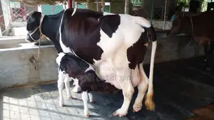 ১১৮৩নং ১০০% গ্যারান্টি ২১ লিটার দুধের গাভী ।