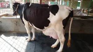 ১১৮৩নং ১০০% গ্যারান্টি ২১ লিটার দুধের গাভী ।