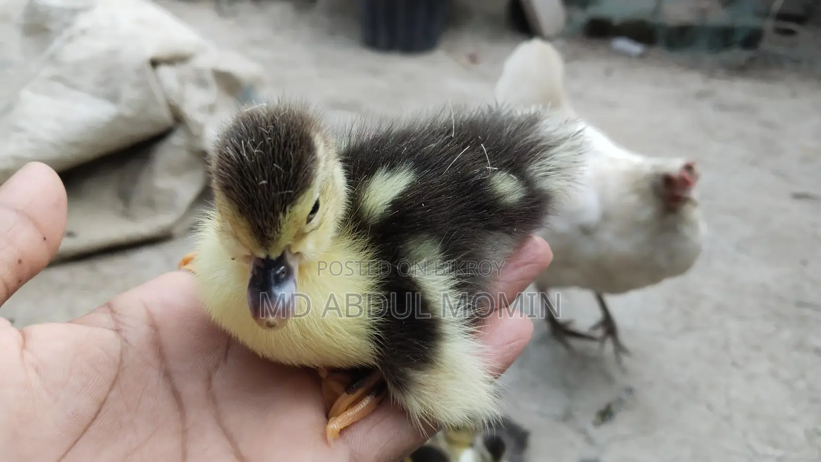 Muscovy Duck