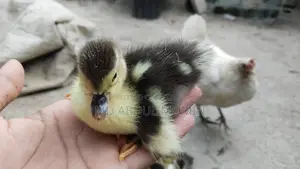 Muscovy Duck