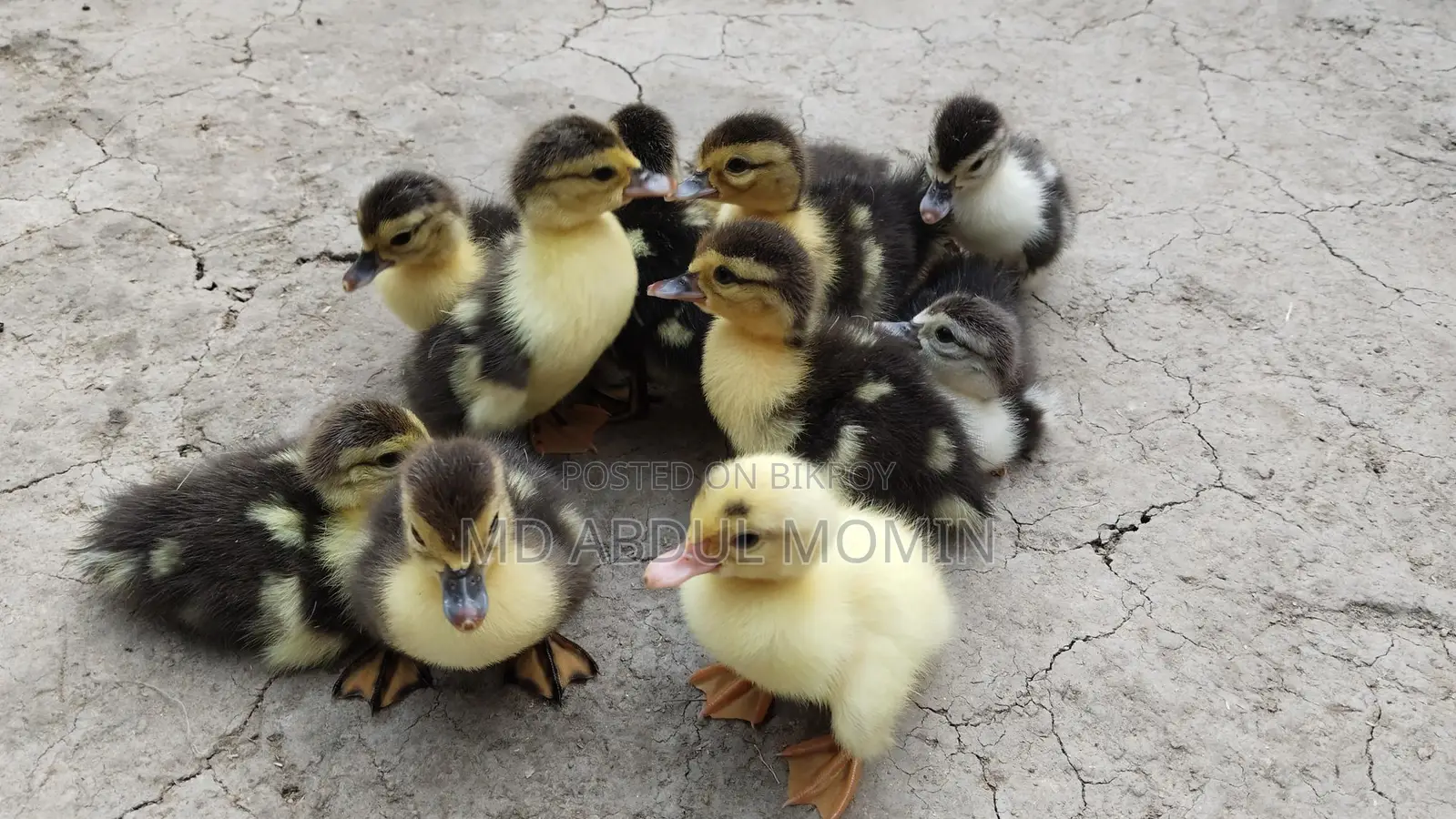 Muscovy Duck