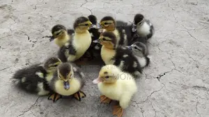 Muscovy Duck