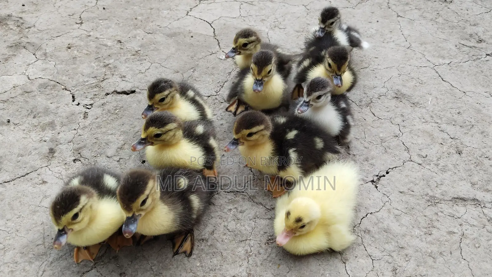 Muscovy Duck