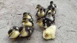Muscovy Duck