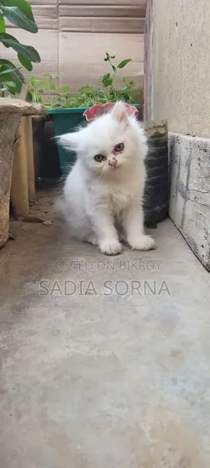 1-3 Months Female Purebred Persian Kitten