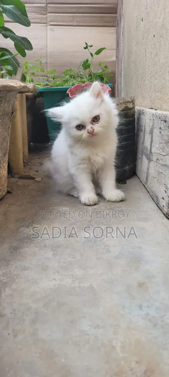 1-3 Months Female Purebred Persian Kitten