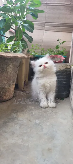 1-3 Months Female Purebred Persian Kitten