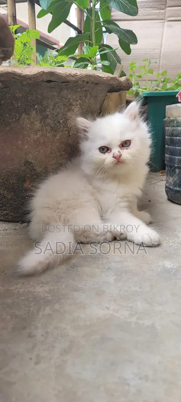1-3 Months Female Purebred Persian Kitten