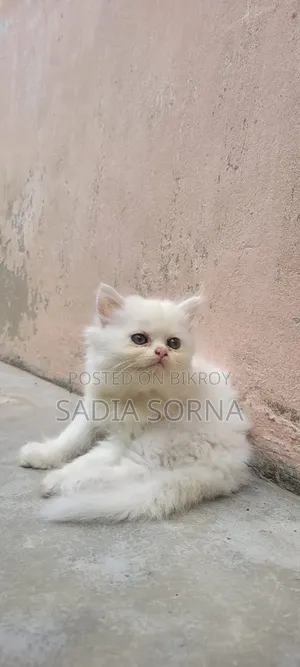 1-3 Months Female Purebred Persian Kitten