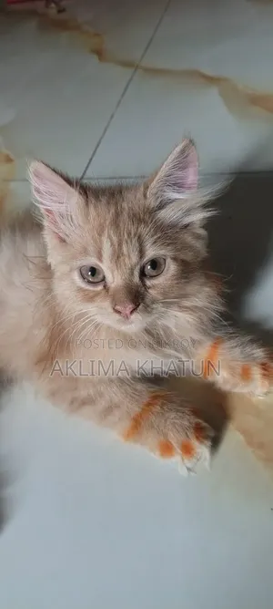 1+ Year Female Purebred Persian