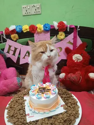 Cat For Adoption