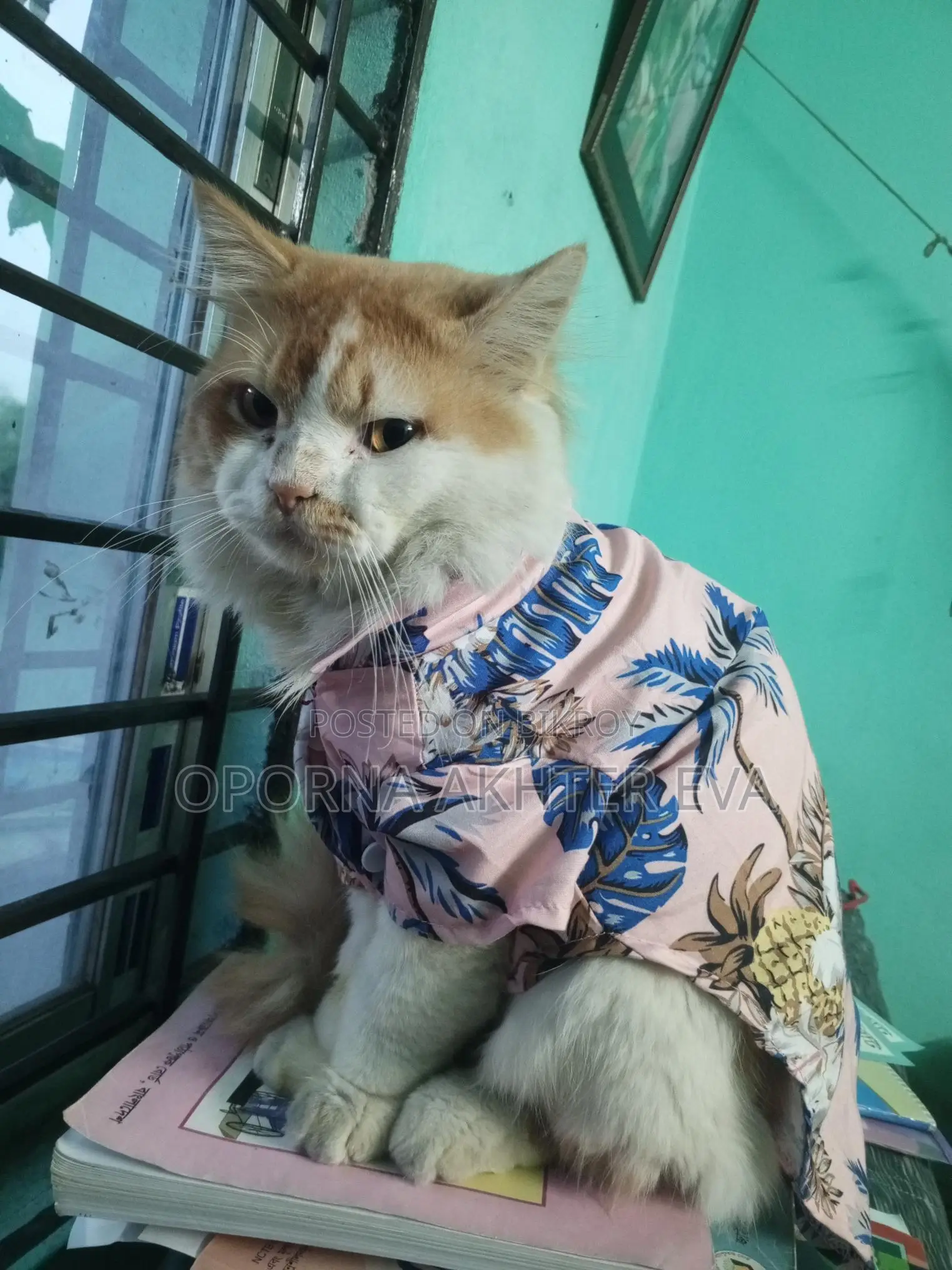 Cat For Adoption