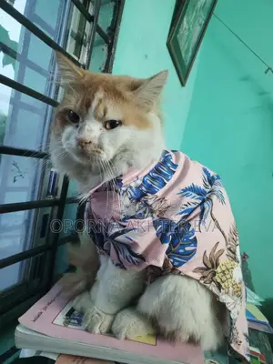 Cat For Adoption