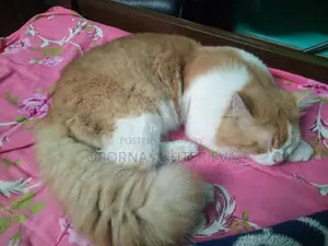 Cat For Adoption