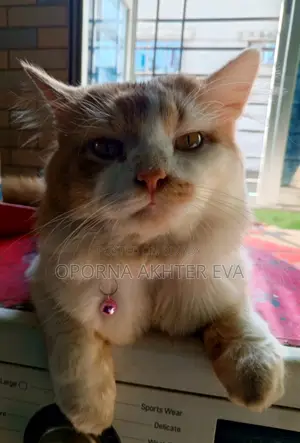 Cat For Adoption