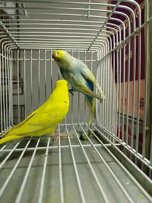 Rainbow and Lutino