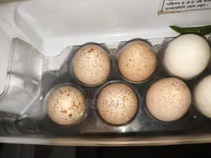 অরজিনাল টারকি মুরগির ডিম