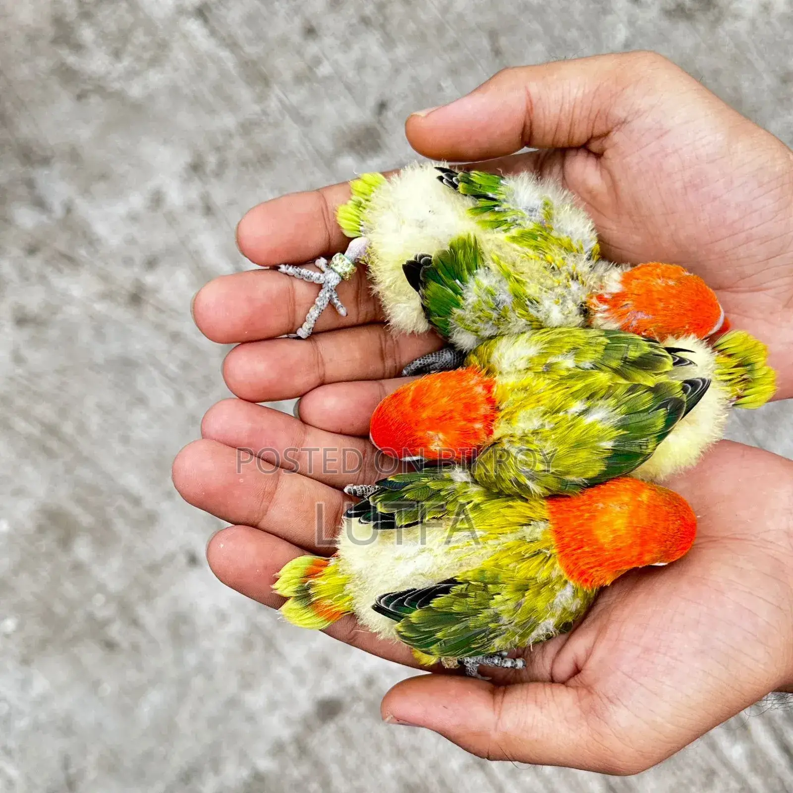 Tame Size Lovebirds
