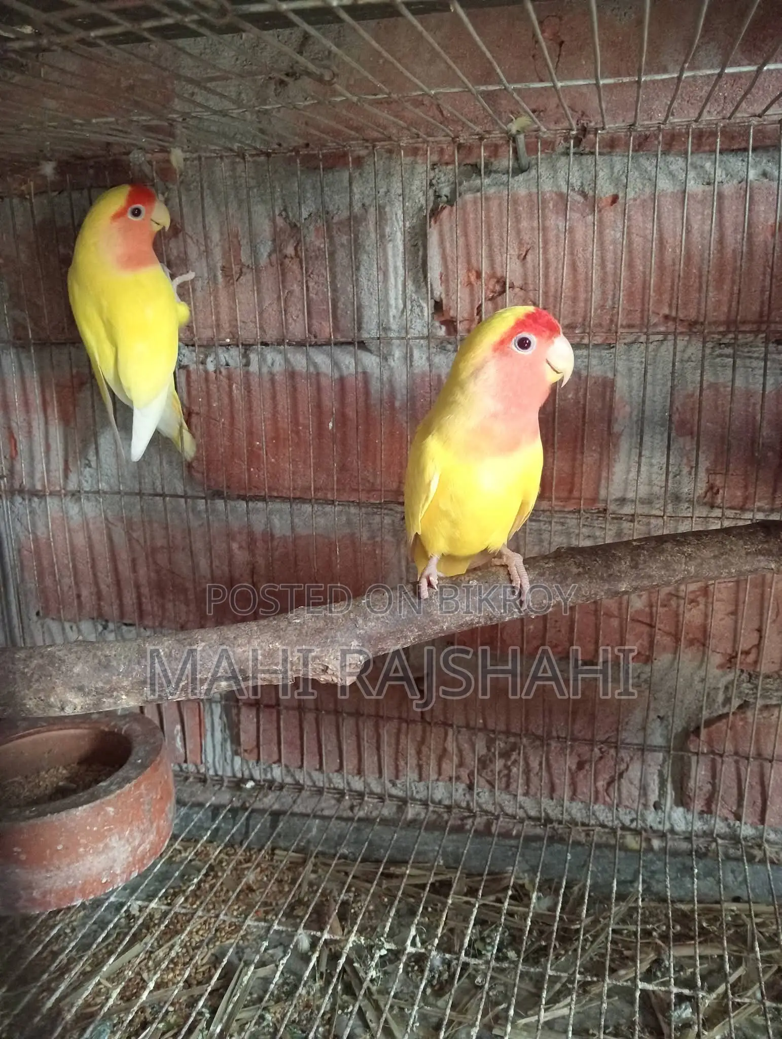 রানিং লাভবার্ড