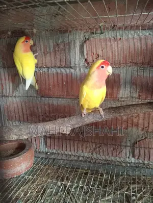 রানিং লাভবার্ড