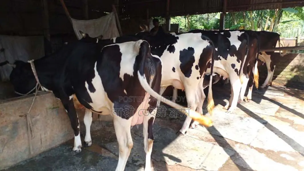 ১১৯৬ নং ৫টি গাভী গরু একলটে ।