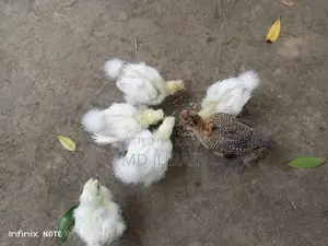 ডলফেস সিল্কি বাচ্চা