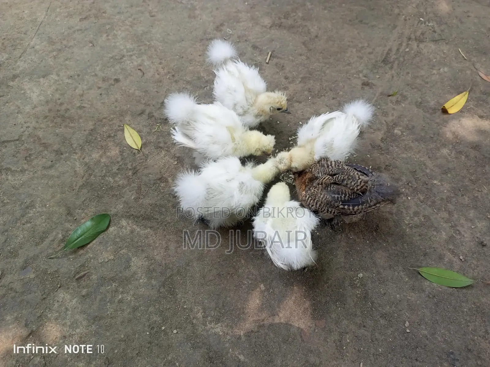 ডলফেস সিল্কি বাচ্চা