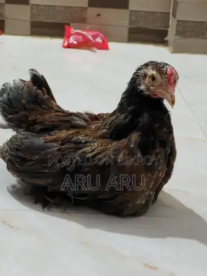 কলম্বিয়ান ব্রাম্মা মুরগি