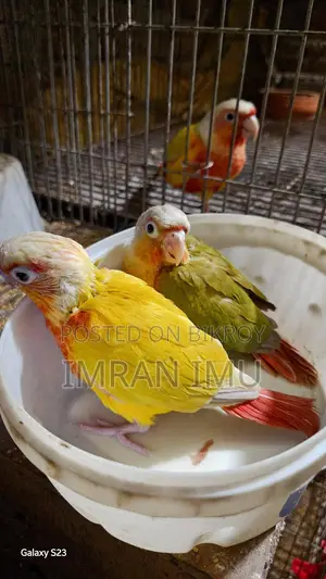 সানচিক / পাইনঅ্যাপেল