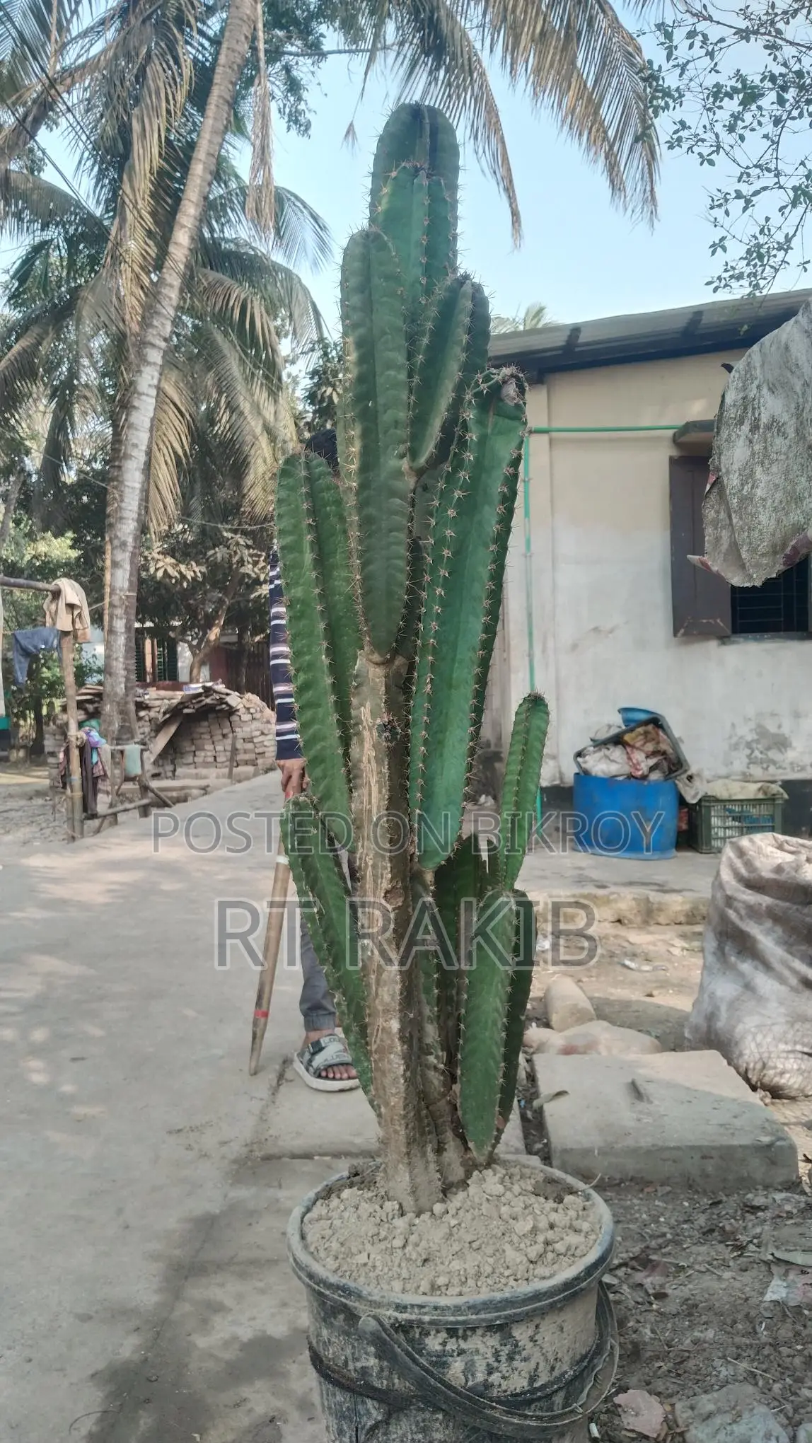 ক্যাকটাস গাছ বিক্রি