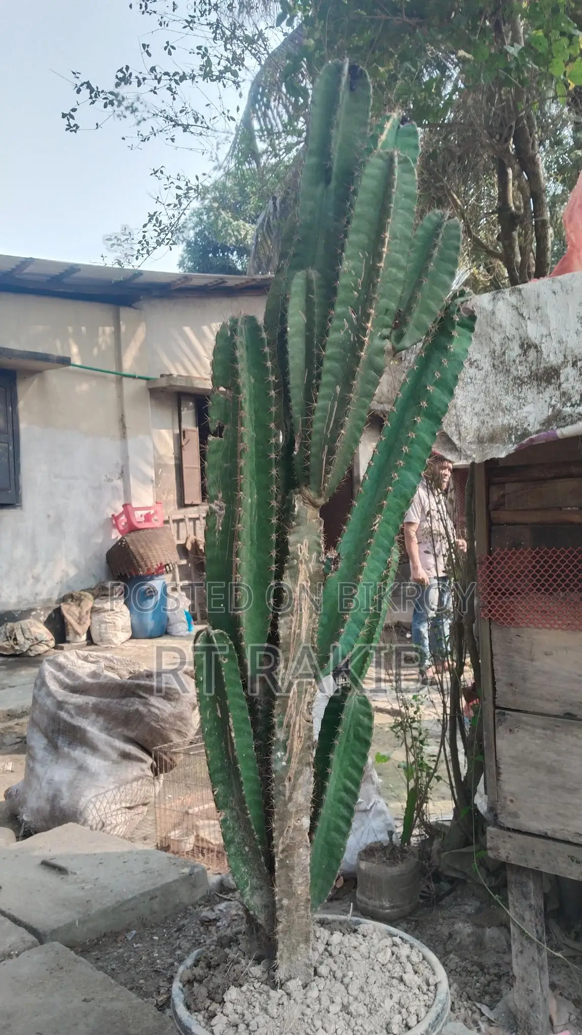 ক্যাকটাস গাছ বিক্রি