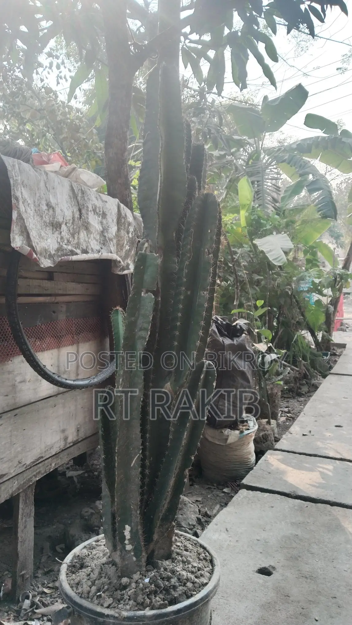 ক্যাকটাস গাছ বিক্রি
