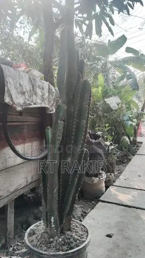 ক্যাকটাস গাছ বিক্রি