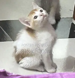 For Free Adoption