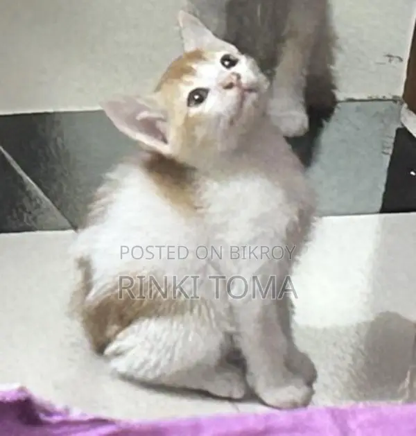 For Free Adoption