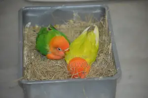 লাভ বার্ড হ্যান্ড ফিড বেবি