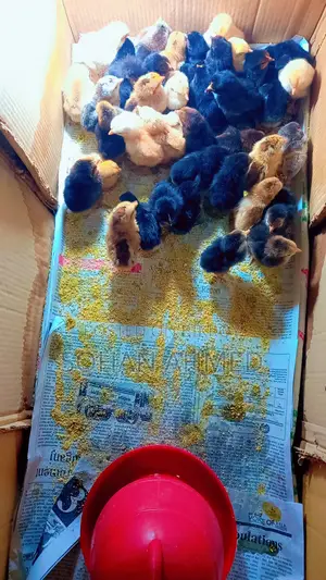 দেশী মুরগীর বাচ্চা