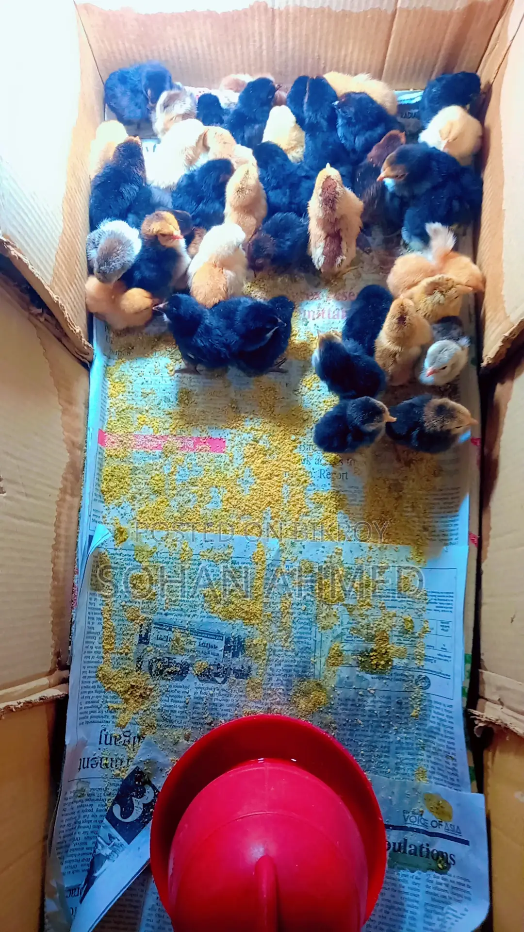 দেশী মুরগীর বাচ্চা