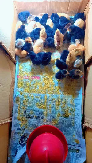 দেশী মুরগীর বাচ্চা